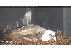 Logo_gieren_broedend_webcam_dierentuin_amersfoort