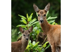 Logo_reewild_np_hoge_veluwe
