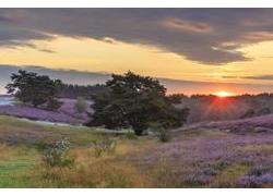 Logo_foto-brunssummerheide