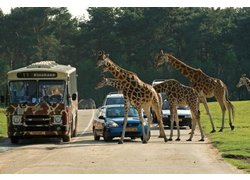 Logo_safaripark_beeksebergen_bus_auto_giraffen_klein