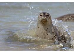 Logo_sonja_olthof_-_zeehond