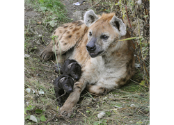 Logo_hyenatweeling_in_diergaarde_blijdorp