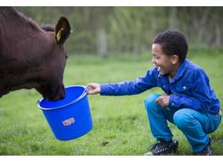Logo_koe-belevenisboerderij-schieveen-_2_