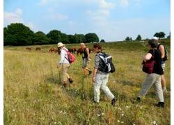 Logo_meerdaagse-wandeltocht-veluwe_herman-veerbeek