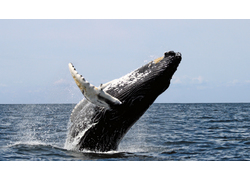 Logo_bultrug_humpback