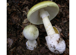Logo_groene_knolameniet_amanita_phalloides_1