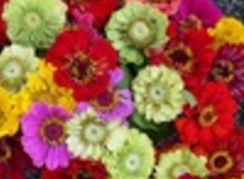 Normal_bloemen