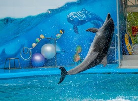 Normal_dolfijn__dolfinarium