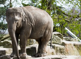 Normal_olifant__dierentuin_emmen__wildlands