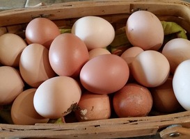 Normal_eieren_ei_eten