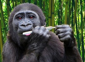 Normal_aap__blowen__joint