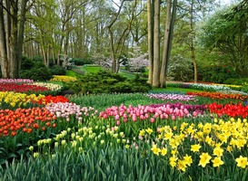 Normal_keukenhof__tulpen__bloemen__bomen__struiken