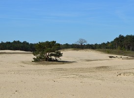 Normal_veluwe__zandduinen