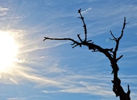 Normal_boom__zon__blauwe_lucht__tak__overleden