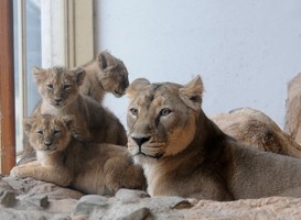 Normal_aziatische_leeuwen__welpjes__diergaarde_blijdorp