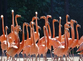 Normal_flamingo_s__roze__kudde__veren__snavels__water