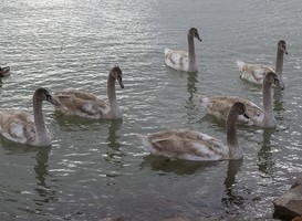 Normal_zes_zwanen__water__grijzig