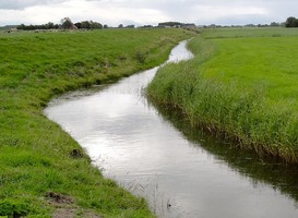 Normal_pingjumer_gulden_halsband__marneslenk__friesland_