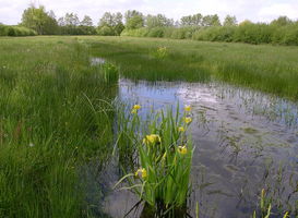 Foto: Peter O - Eigen werk, CC BY-SA 3.0, https://commons.wikimedia.org/w/index.php?curid=4706815 Foto: Peter O - Eigen werk, CC BY-SA 3.0, https://commons.wikimedia.org/w/index.php?curid=4706815