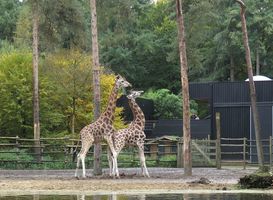 Normal_giraffen__beekse_bergen_