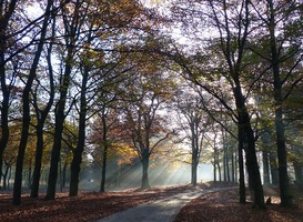 Normal_veluwe__bomen__herfst__wandelpad__zon__bos