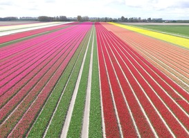 Normal_bloembollen__tulpen__platteland