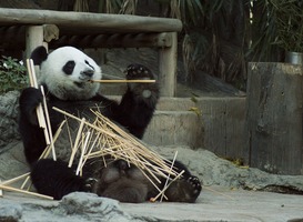 Normal_panda__bamboe__dierentuin