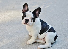 Normal_franse_buldog__hond__beton