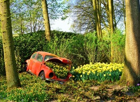 Normal_volkswagen_kever__keukenhof_