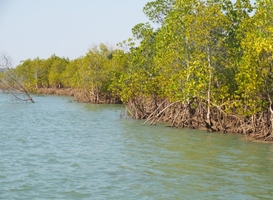 Normal_mangroveplanting__bos__madagaskar__natuurhuisje__water__bomen__blauwe_lucht
