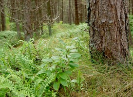 Normal_bos__bomen__groen__natuur