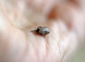 Normal_normal_teek_teken_lyme