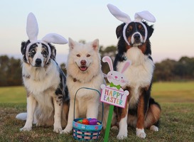 Normal_happy_easter__honden__paaseieren