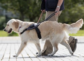 Normal_blindengeleidehond_van_kngf_geleidehonden__foto__ron_baltus_