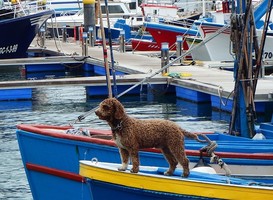 Normal_hond__jachthaven__boten__pleziervaartuigen__water