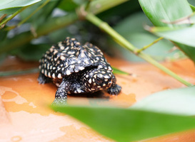 Normal_driekielstraalschildpadjes__wildlands_