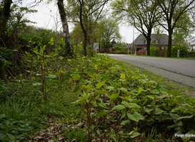 Grotelse Heide (Bakel, Noord-Brabant) - foto: Peter Bankers Grotelse Heide (Bakel, Noord-Brabant) - foto: Peter Bankers
