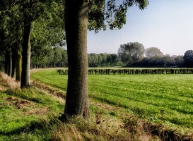 Normal_bomen__bos__platteland