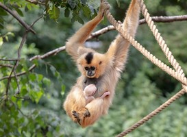 De goudwanggibbonmoeder maakt een kommetje met haar benen om haar baby te ondersteunen. Foto ARTIS: Edwin Butter De goudwanggibbonmoeder maakt een kommetje met haar benen om haar baby te ondersteunen. Foto ARTIS: Edwin Butter