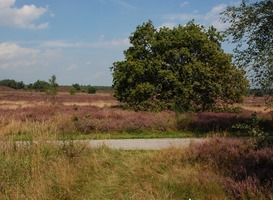 Normal_veluwe__heide__bloei__boom__paars