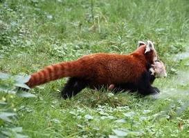 Moeder draagt kleine pandajong. Foto ARTIS, Ronald van Weeren Moeder draagt kleine pandajong. Foto ARTIS, Ronald van Weeren