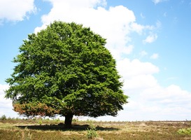 Normal_boom__hei__nederland__wolk__blauwe_lucht__struik