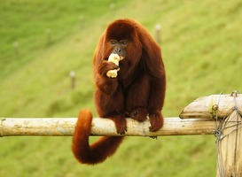 Normal_rode_brulaap__banaan__peuzelen
