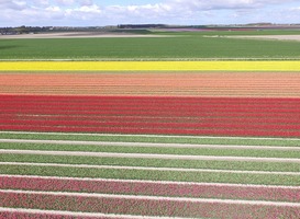 Normal_tulpenveld