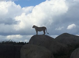 Normal_wildlands_emmen__21_september_2018__-_foto_pd