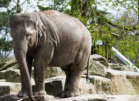 Normal_dierentuin__olifant__emmen__wildlands_