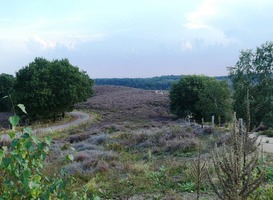 Normal_bloeiende_heide__posbank__veluwezoom__veluwe