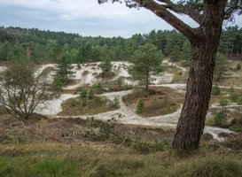 Schoorlse Duinen. Foto: Eloy Millennia Gotjé - via beeldbank Staatsbosbeheer Schoorlse Duinen. Foto: Eloy Millennia Gotjé - via beeldbank Staatsbosbeheer
