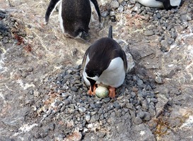 Normal_pingu_n__ei__broeden