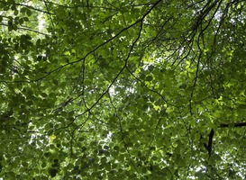 Normal_nature-938736_1920